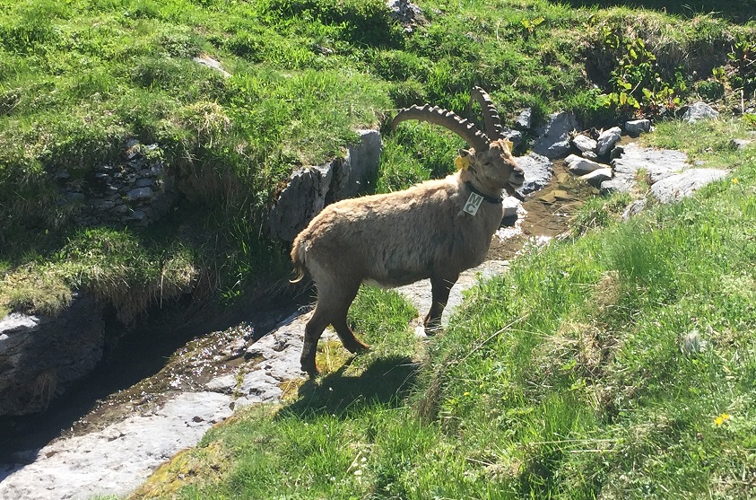 Samoens Hiking Wildlife