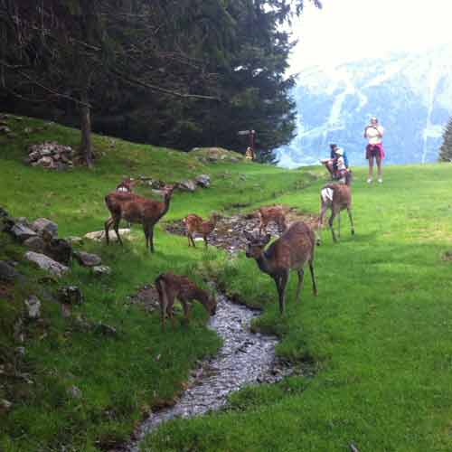 Deer-drinking-from-the-stre