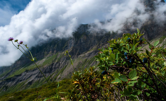 Samoens%20Changing%20Seasons%20Berries