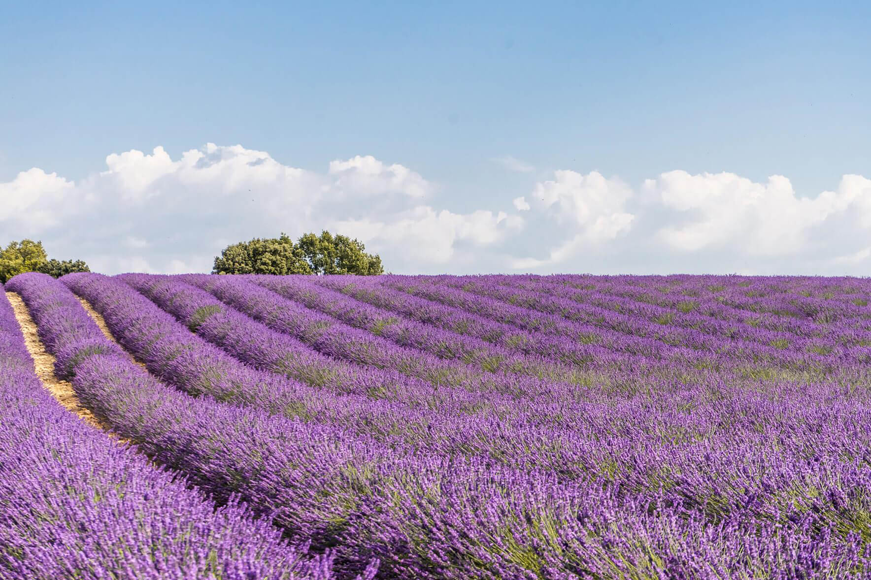 Gorgeous lavender fields